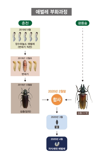 춘천 장수하늘소 암컷, 광릉숲 수컷과 짝짓기 번식했다