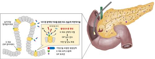 빛으로 호르몬 분비 억제해 비만·당뇨 치료한다