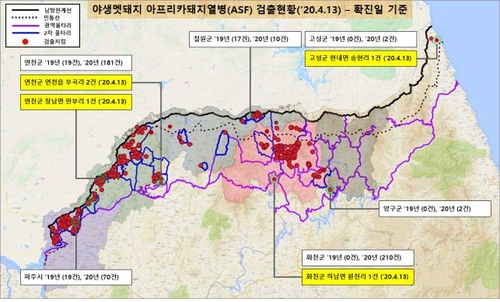 화천군 광역 울타리 밖에서 ASF 감염 멧돼지 1개체 포획