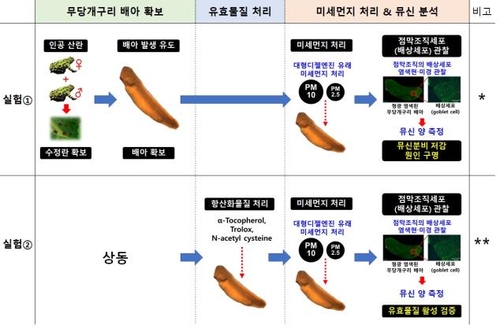 미세먼지 심하면 기관지 왜 건조할까…무당개구리 연구로 밝혀져