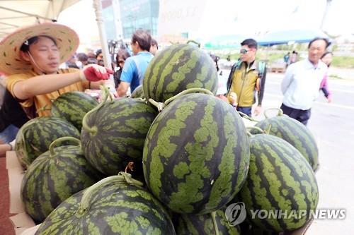 창원시, 5월 수박축제 취소…'드라이브 스루'로 제철 수박 판매