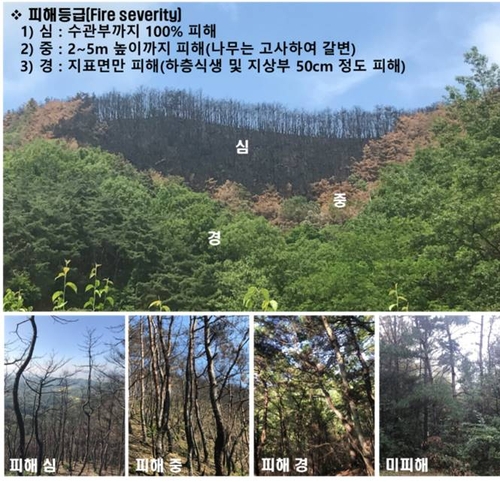 산불 피해지서 소나무 재선충병 매개충 서식 밀도 급증