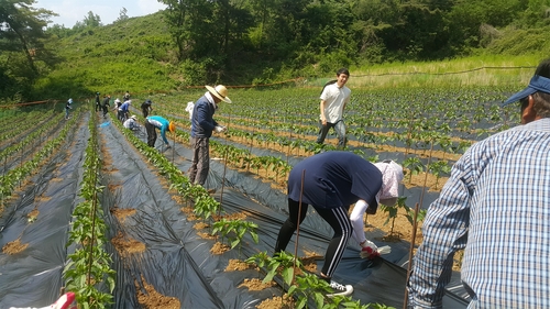 제천 공무원 등 1천350명, 6월까지 농촌 일손돕기 참여