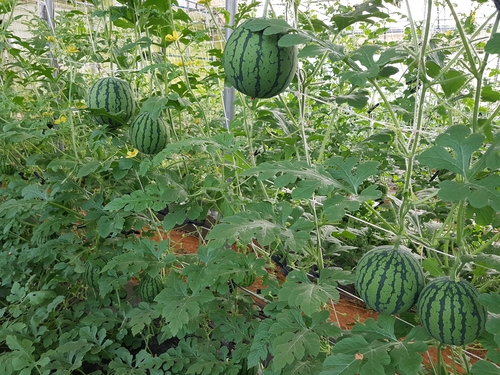 함평 애플수박 5월초 본격 출하…웰빙 간편식 인기