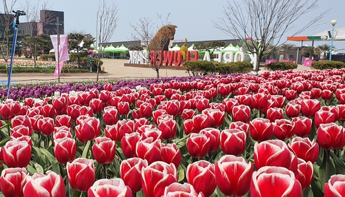 코로나19 여파로 태안 튤립축제 관람객 뚝…화훼농가 울상