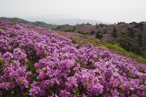 "내년에 철쭉 보러오세요"…보성군 일림산 차량 통제