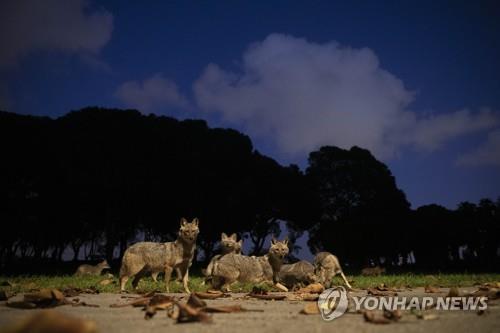 '맑아진 지구' 코로나19로 대기오염 '뚝'…도심엔 야생동물
