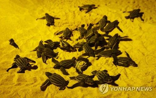 '맑아진 지구' 코로나19로 대기오염 '뚝'…도심엔 야생동물