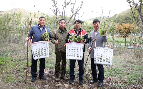 "음나무순으로 면역력 키우세요"…주산지 서산서 수확 한창