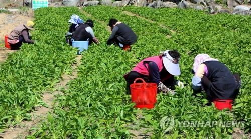 "제철 산나물, 차에 탄 채 드라이브스루로 사세요"