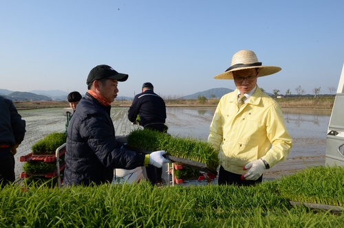 음성서 올해 충북 첫 모내기…이상저온으로 평년보다 7일 늦어