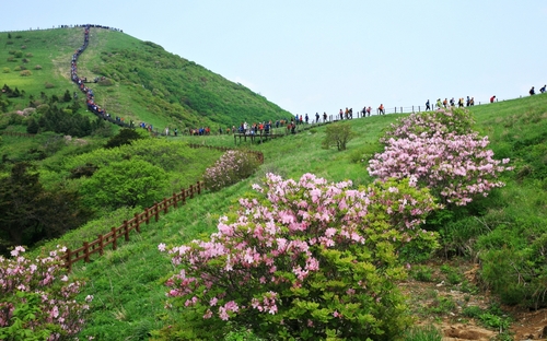 "긴장 늦출 수 없어" 단양군, 5월 소백산철쭉제 취소