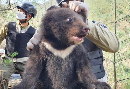 새끼 반달가슴곰 3마리 지난겨울 지리산 새 식구 됐다