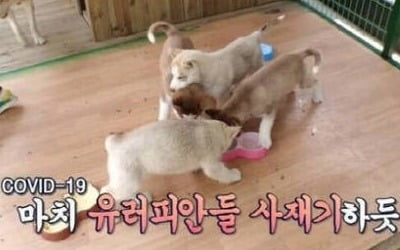 '동물농장', 코로나19 자막 썼다가 사과 "제작진의 명백한 잘못" [전문]