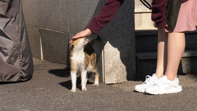 다큐멘터리 영화 '고양이 집사'./ 사진제공=엠앤씨에프