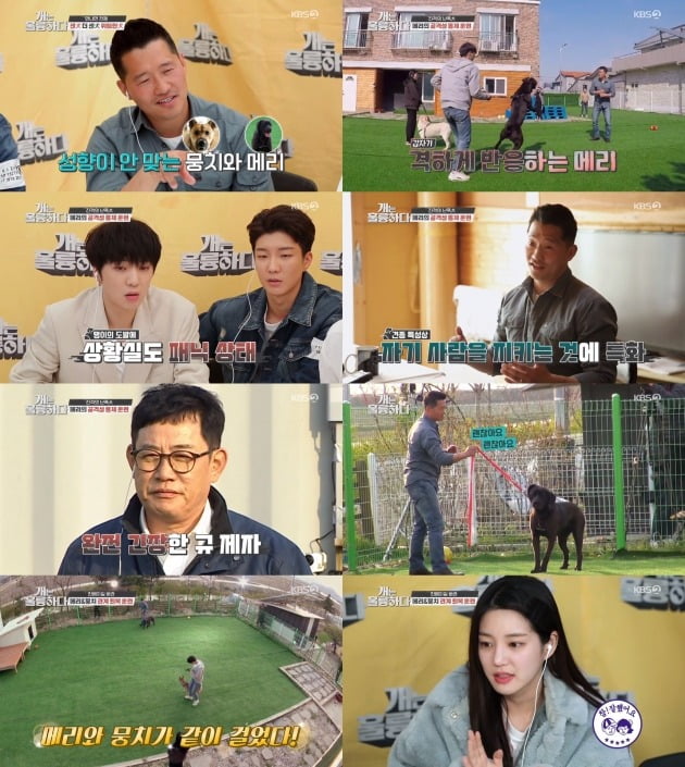 '개는 훌륭하다' 방송 화면./사진제공=KBS2