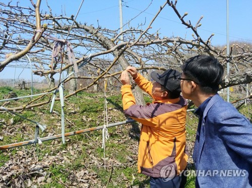 봄에 영하권 이상기온…전국 과수 농가 '냉해'로 시름