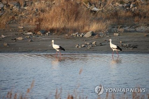 '서식지 파괴로 멸종위기' 황새 위해 러시아에 인공 둥지탑 설치