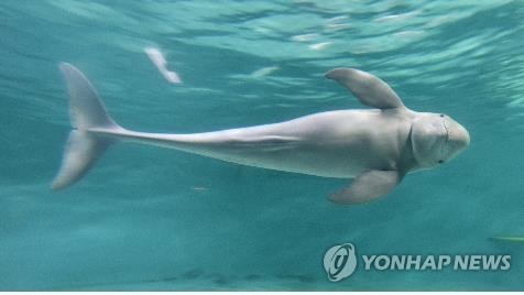 제주 추자도서 멸종위기 상괭이 사체 발견…"포획 흔적 없어"