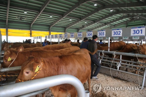 한우·계란값 오르자 소·닭 사육↑…1분기 기준 역대 최대