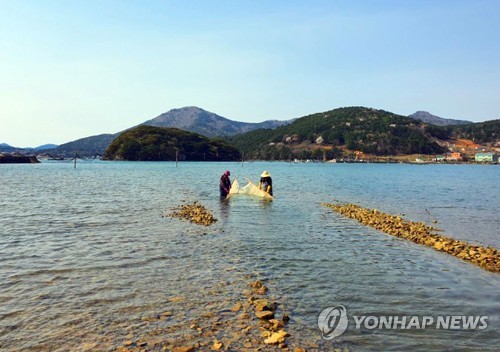 [알쏭달쏭 바다세상Ⅱ](10) 살아서는 반투명, 죽으면 흰색 '사백어'