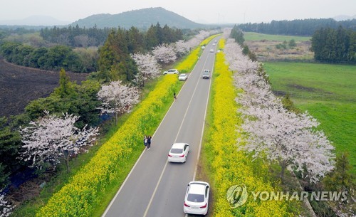 아름다운길 100선 제주 '녹산로' 코로나19로 유채꽃 갈아엎는다