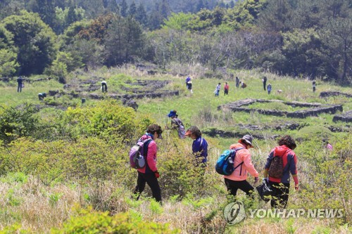 [줌in제주] 돌아온 제주 고사리철…딸한테도 말 안해주는 고사리 명당은