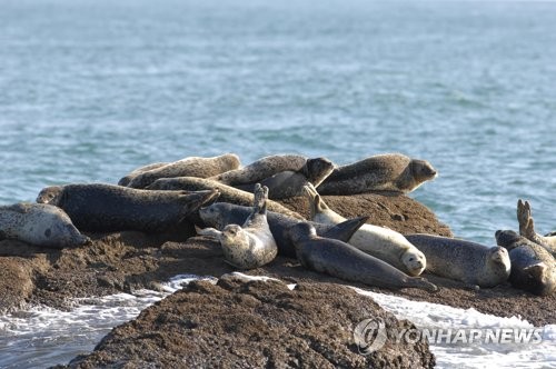 "백령도 점박이물범, 봄철 도래 시기 1개월 이상 당겨져"