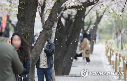 "벚꽃놀이는 내년에" 주말 여의도한강공원 주차장 폐쇄