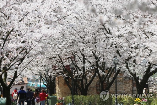 코로나19로 에버랜드 벚꽃축제 취소…벚꽃길 출입 통제