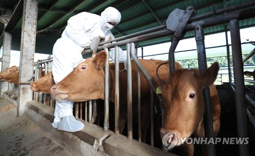 제주도, 내달 소 구제역 백신항체 접종 여부 일제 검사