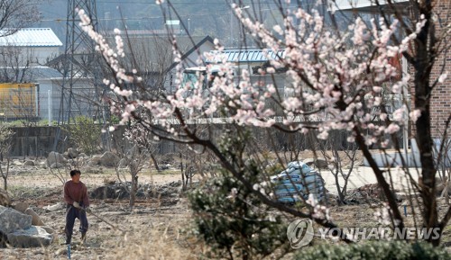 [강원산불 1년] "임시주택 너머로 꽃은 피는데…여전히 잔인한 4월"