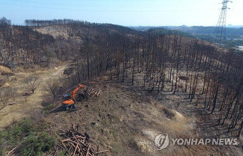 [강원산불 1년] "임시주택 너머로 꽃은 피는데…여전히 잔인한 4월"