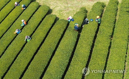 제주 지난달 평균기온 역대 2번째 높아…"고온 이어지는 추세"