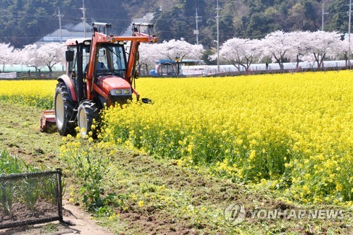 "상춘객 발길 끊이지 않아서"…삼척 5.5ha 유채꽃밭 갈아엎어