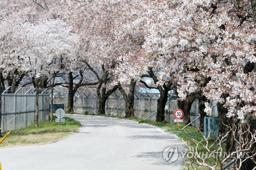 한적한 포항·경주 벚꽃 명소…코로나19로 곳곳 출입통제