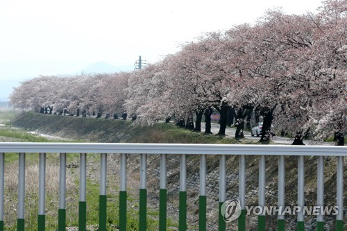 한적한 포항·경주 벚꽃 명소…코로나19로 곳곳 출입통제