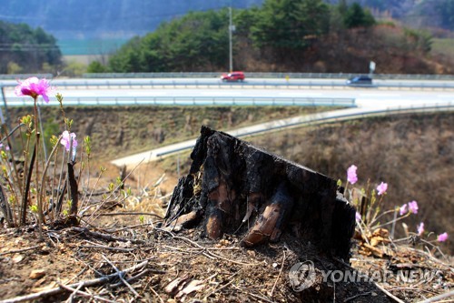 인제 1년 전 산불 피해지서 불…헬기 1대 투입 30분 만에 진화(종합)