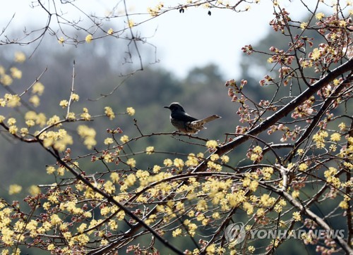 꽃샘추위에 쌀쌀한 일요일 아침…미세먼지 '보통'