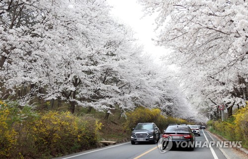 '사회적 거리 두기' 속 전국 봄꽃 유원지 나들이객 발길