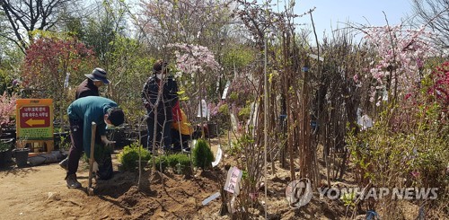 화분 구경하고 묘목 사고…대구 불로화훼단지 모처럼 활기