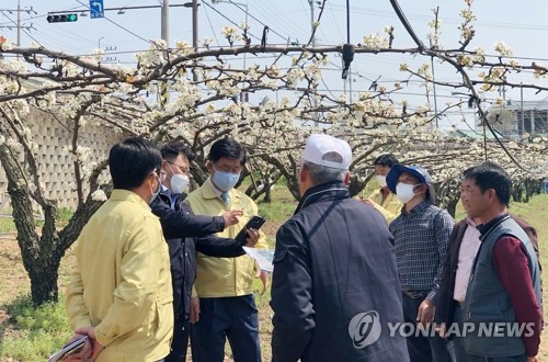 봄에 영하권 이상기온…전국 과수 농가 '냉해'로 시름