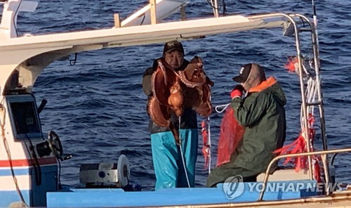 동해안 최북단 저도어장 개방…문어 5천㎏ 등 7천700만원 어획고