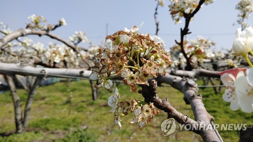 봄에 영하권 이상기온…전국 과수 농가 '냉해'로 시름