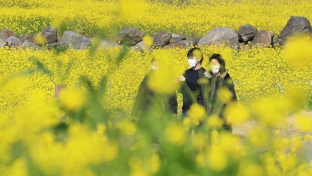 마스크를 쓴 관광객들이 제주 서귀포시 안덕면 산방산 앞 유채밭을 둘러보고 있다. 사진=연합뉴스