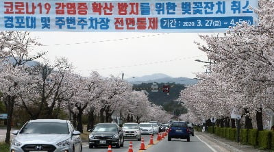 봄꽃 거리두기…'벚꽃 성지' 윤중로·군항제 줄줄이 셧다운