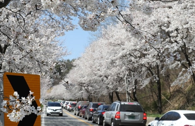 지난 5일 벚꽃이 만개한 세종시 연서면 고복저수지로 향하는 상춘객들의 차량이 늘면서 붐비고 있다. 사진=연합뉴스