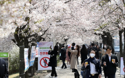 "봄꽃 절정·부활절 겹친 주말이 최대 고비"