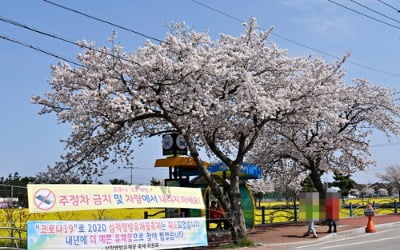 "상춘객 발길 끊이지 않아서"…삼척 5.5ha 유채꽃밭 갈아엎어