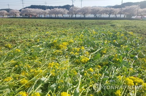 "상춘객 발길 끊이지 않아서"…삼척 5.5ha 유채꽃밭 갈아엎어